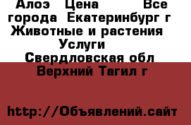 Алоэ › Цена ­ 150 - Все города, Екатеринбург г. Животные и растения » Услуги   . Свердловская обл.,Верхний Тагил г.